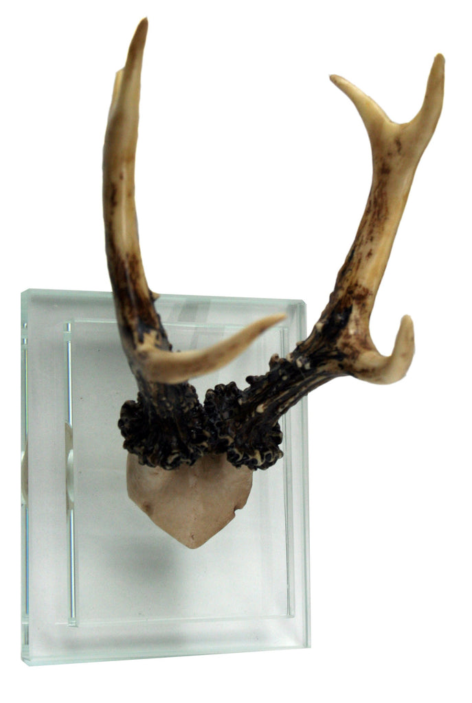 80294__2 Contrast Antler on Glass Bse Natural